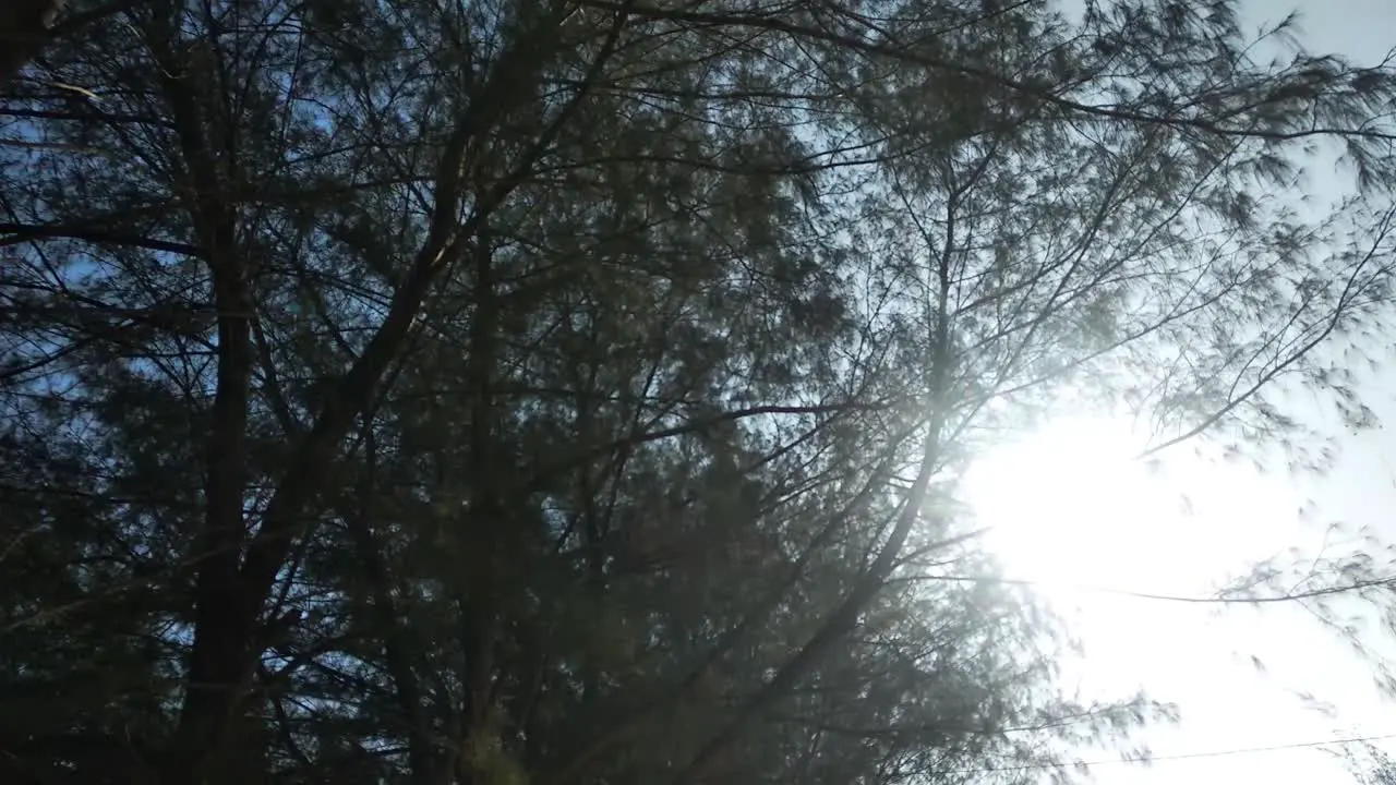 sunlight passing through trees and leaves HD video daytime round shot