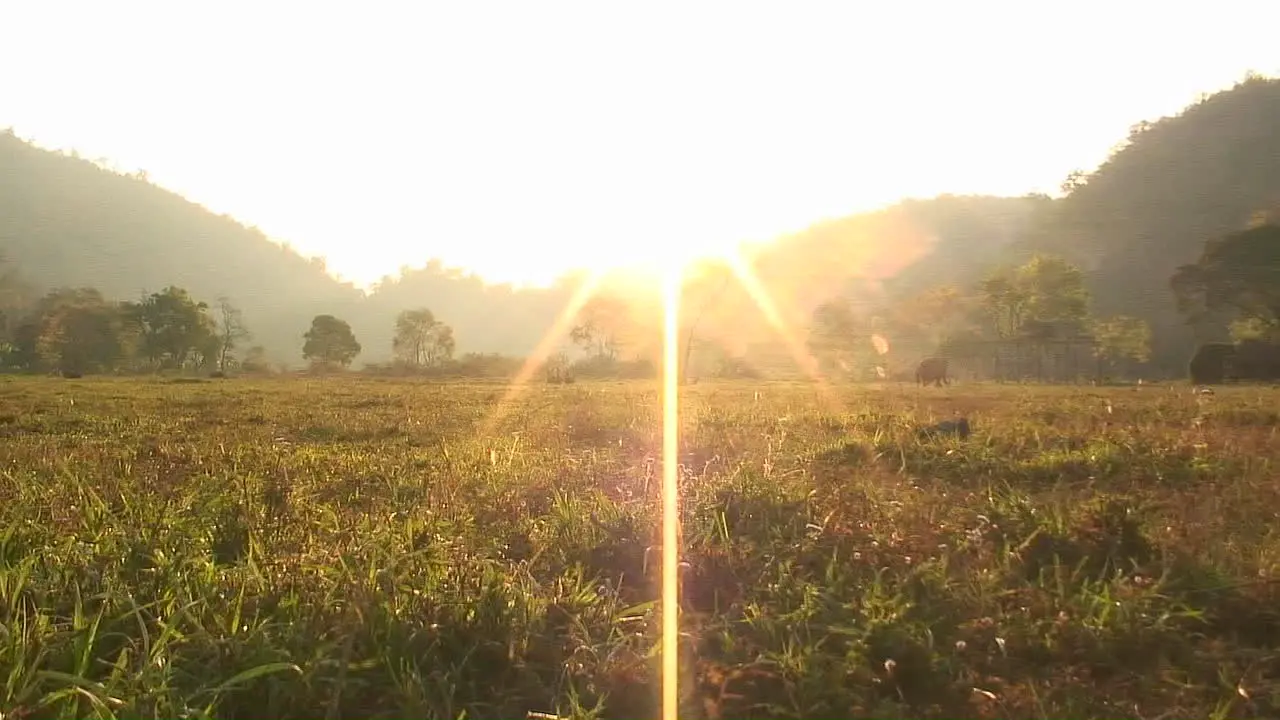 Elephants walk in an open field near sunset