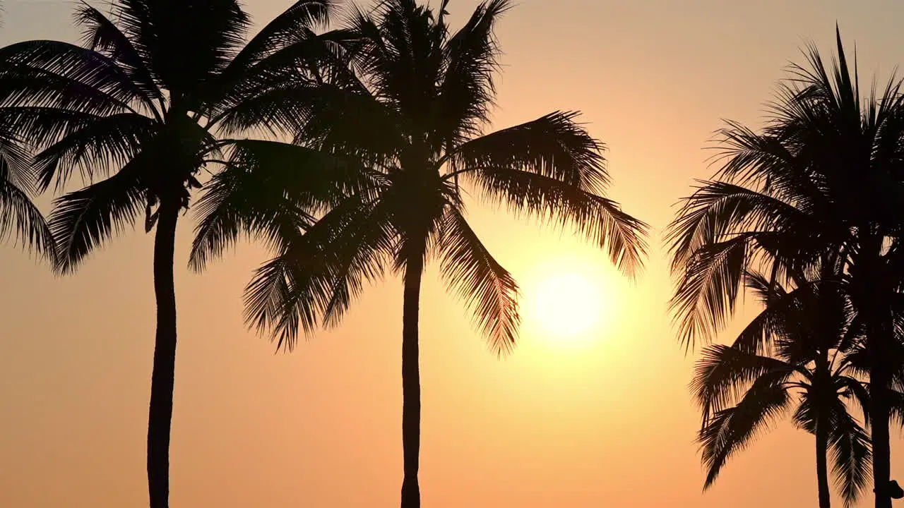 Low angle of golden sunset through palm tree branches silhouette