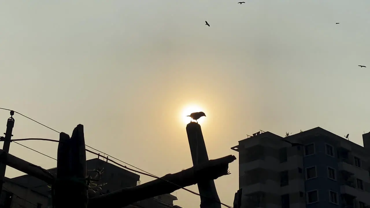 crows perch and fly around a bamboo fence against a sun background