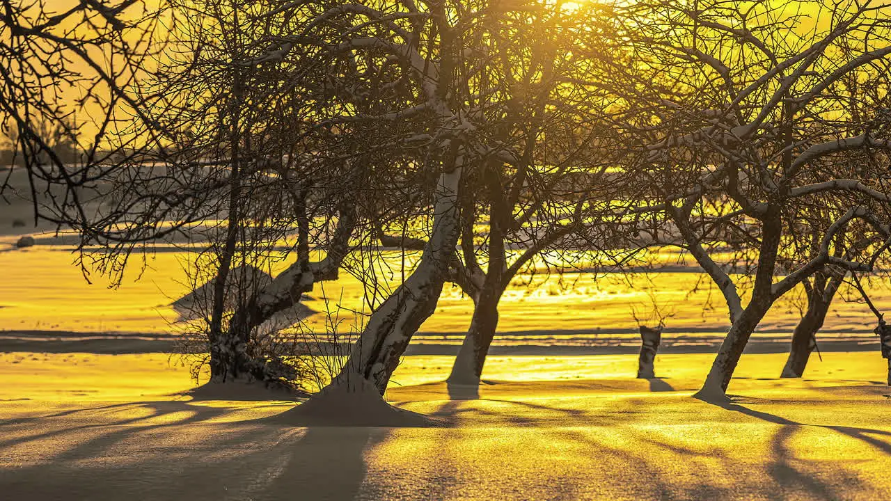 A golden dawn casts shadows from the trees across the snow all day time lapse