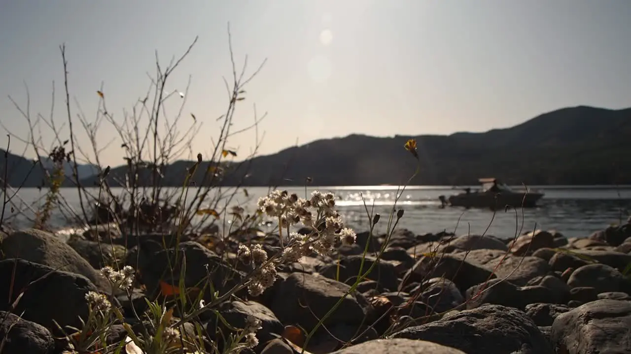 Sun flares on lake shimmering waves with mountains in background and boat moving through shot with close up of small flowers