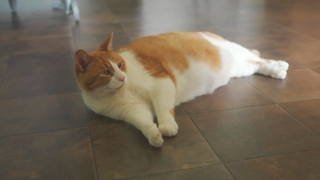 Large cat laying on floor of house