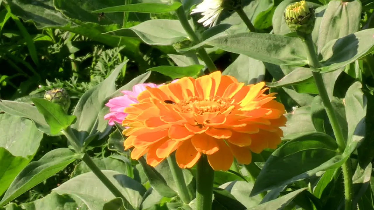 Close-up of yellow Tagetes patula flower and another rose with the green background of foliage