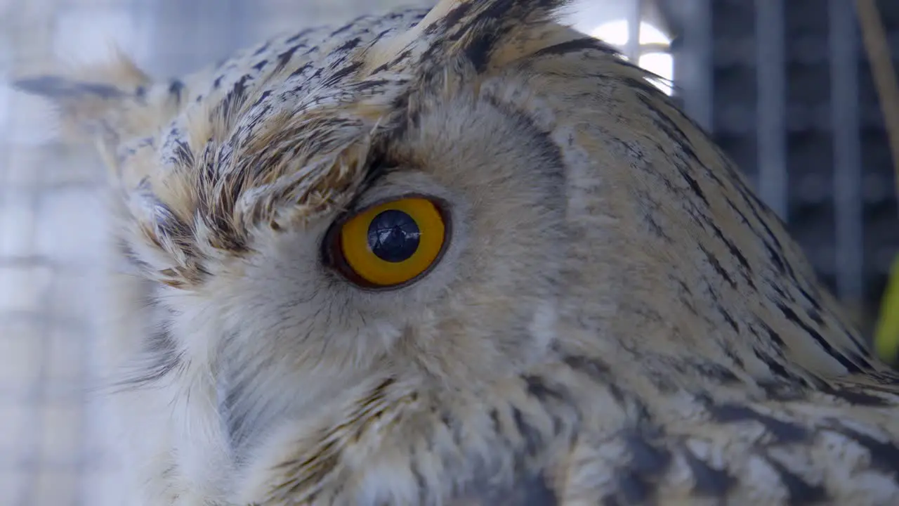 Close up of orange eye of Siberian eagle owl in cage