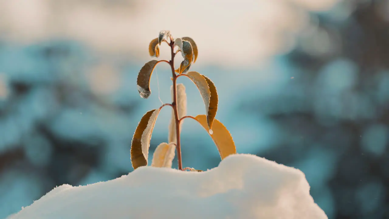 Cinematic shot of Frozen Brown Leave Plant On A Cold Winter Morning surrounded by snow in nature during a sunrise in slow motion