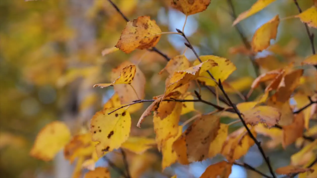 Yellow red and orange tree leaves background close-up orbit shot in slow motion