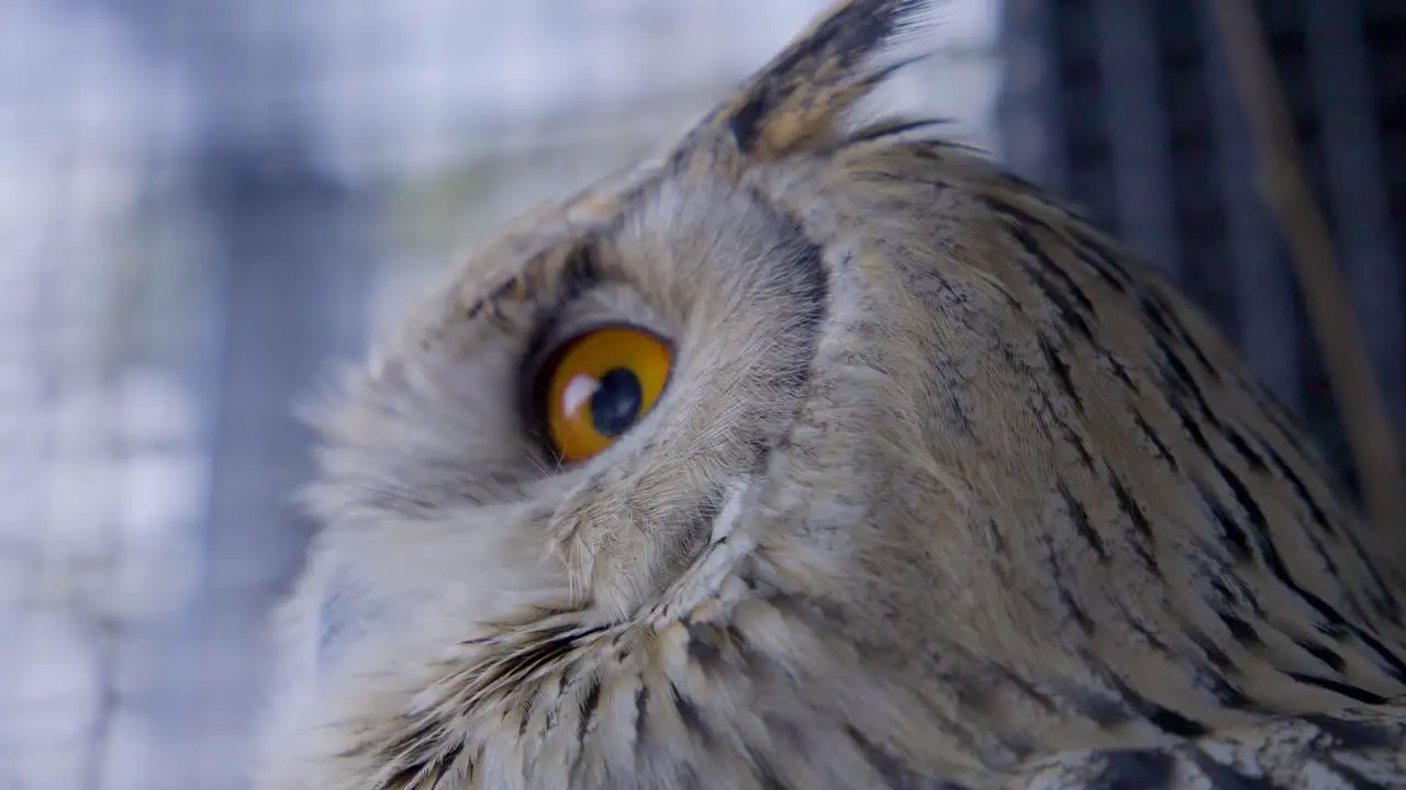 Close up of orange eyes of Siberian eagle owl