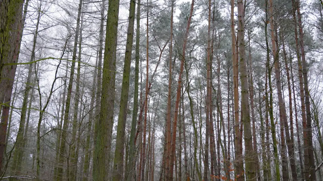 Forest Winter Snow Wide Angle Evergreen Tree Winter Day Snow Melting Off