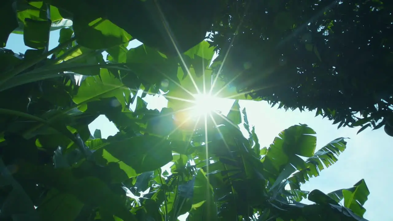 Banana tree leaves Sunbeams filtering through green leaves