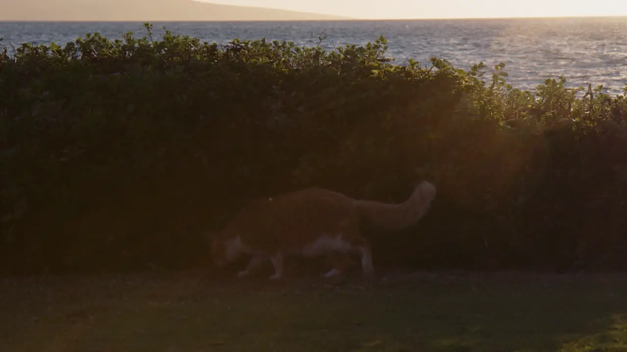 A Stray Tabby Cat Walking Near Bushes On Beautiful Sunny Morning Near Wailea Beach Resort Maui Hawaii