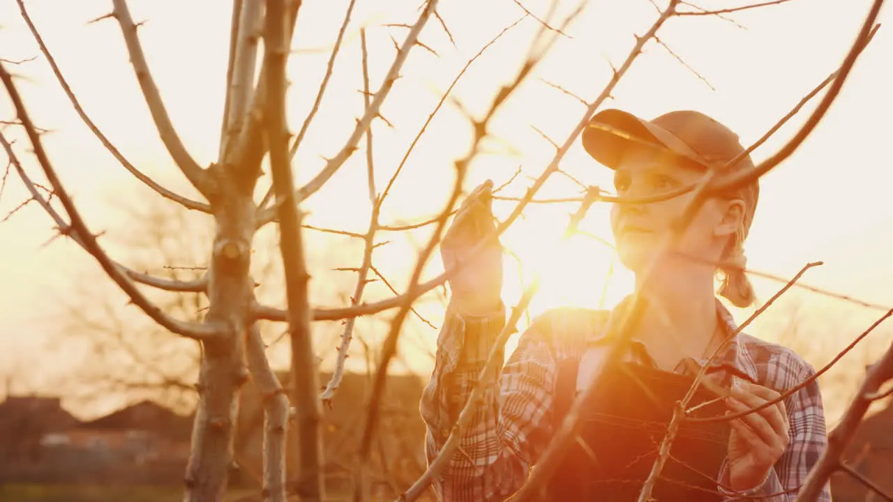 Portrait Of A Young Female Gardener Examining Tree Branches At Sunset