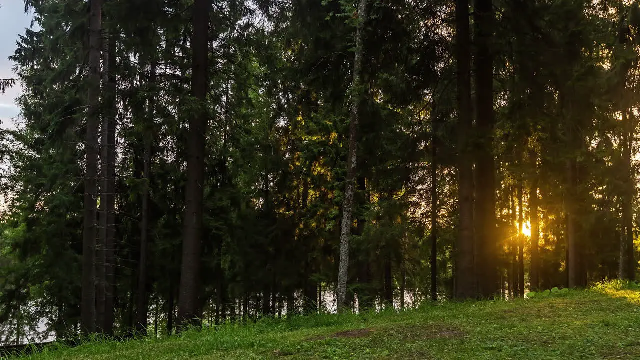 Timelapse of Sunrise Through Pine Trees