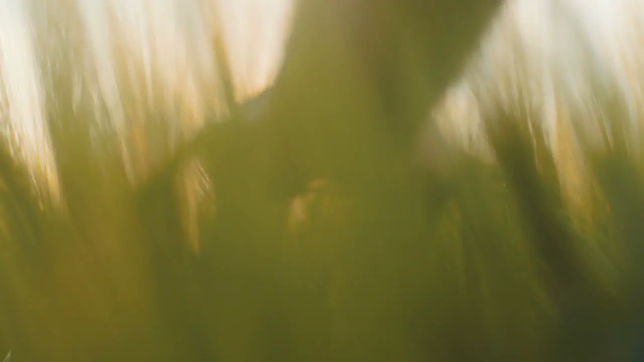 Man Touching Crops 4K