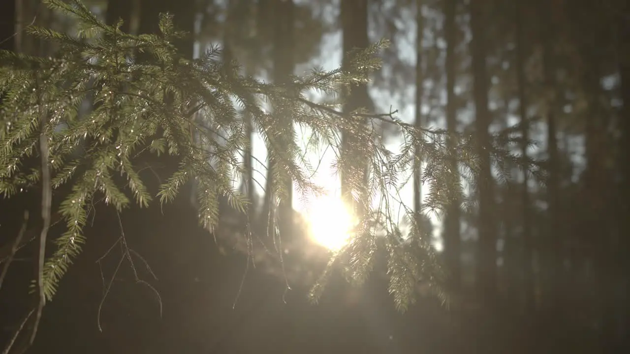 Close up shot of Conifer Tree in Forest with sunset sun rays at horizon