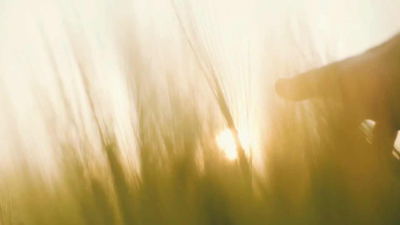 Touching Wheat Crops 4K