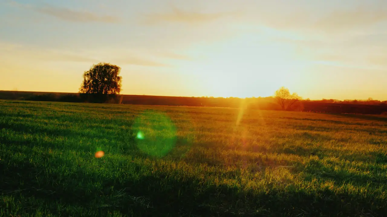 Beautiful Scenery Green Meadow At Sunset With A Lonely Tree On The Horizon 2