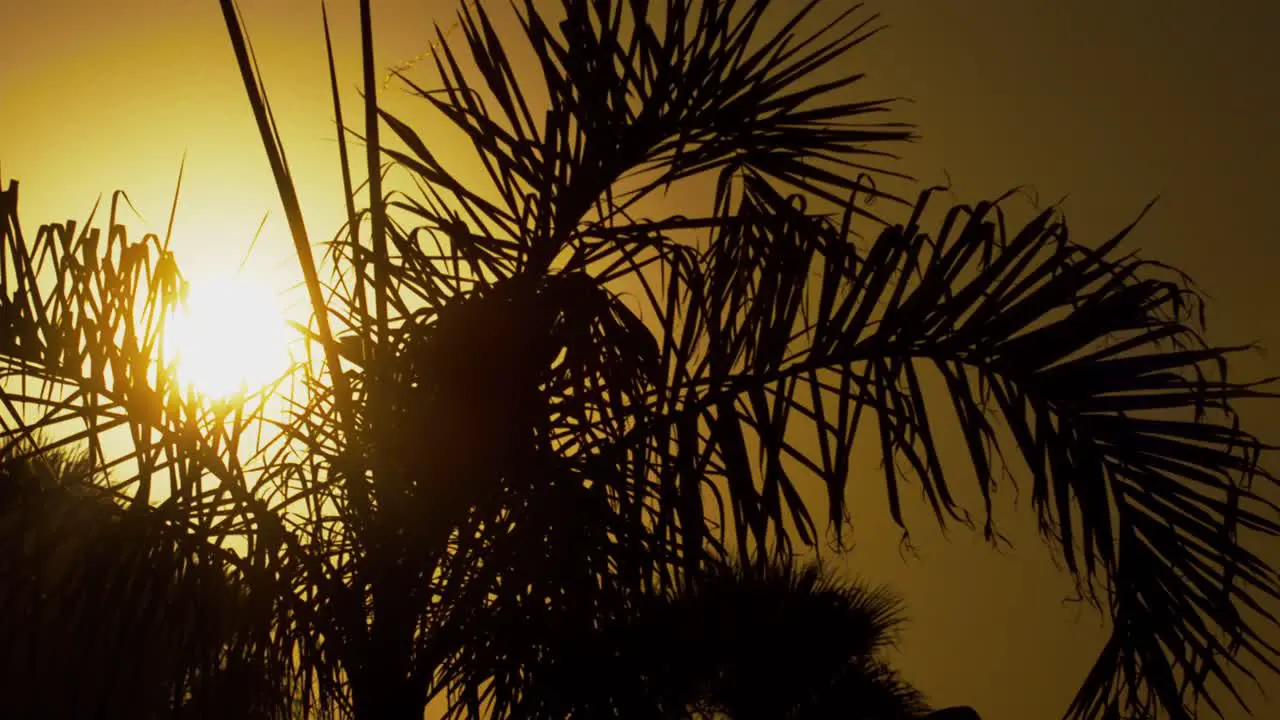 Close-up of a palm tree slowly swaying in the wind against a beautiful orange sky at sunset