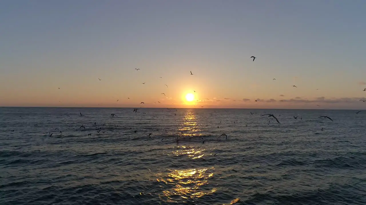 Video of a calm ocean horizon with the sun setting in the center and many birds flying in the scene