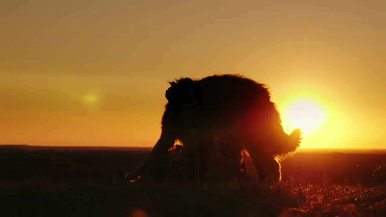 Two Teen Friends Playing With A Dog At Sunset