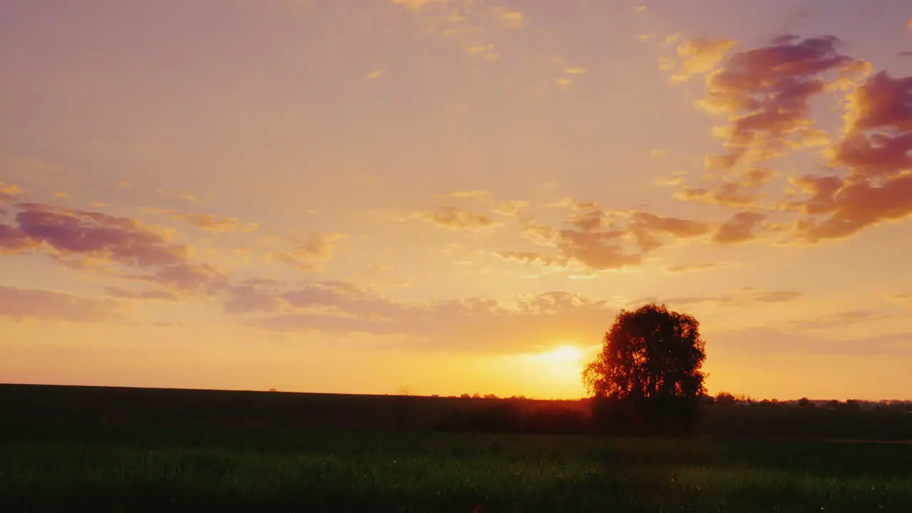 Beautiful Scenery Green Meadow At Sunset With A Lonely Tree On The Horizon