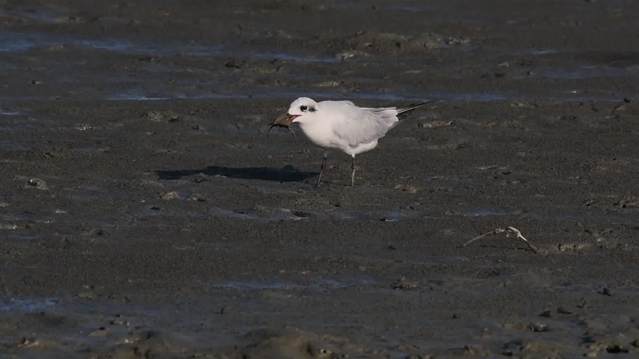 Whiskered Tern feeding on a Crab Chlidonias hybrida