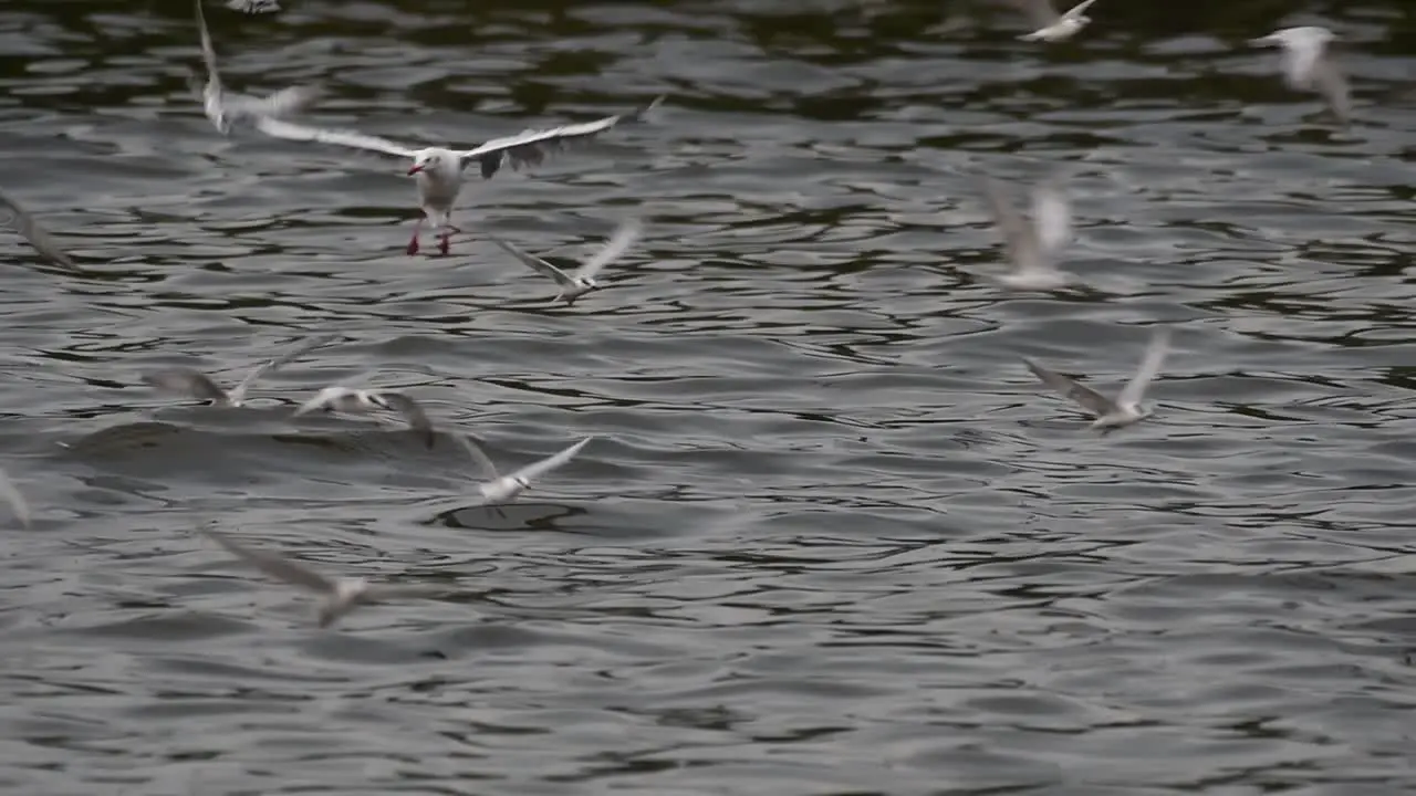 Terns and Gulls Skimming for Food are migratory seabirds to Thailand flying around in circles taking turns to skim for food floating on the sea at Bangpu Recreational Center wharf