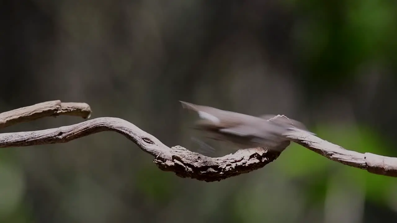 The Asian Brown Flycatcher is a small passerine bird breeding in Japan Himalayas and Siberia