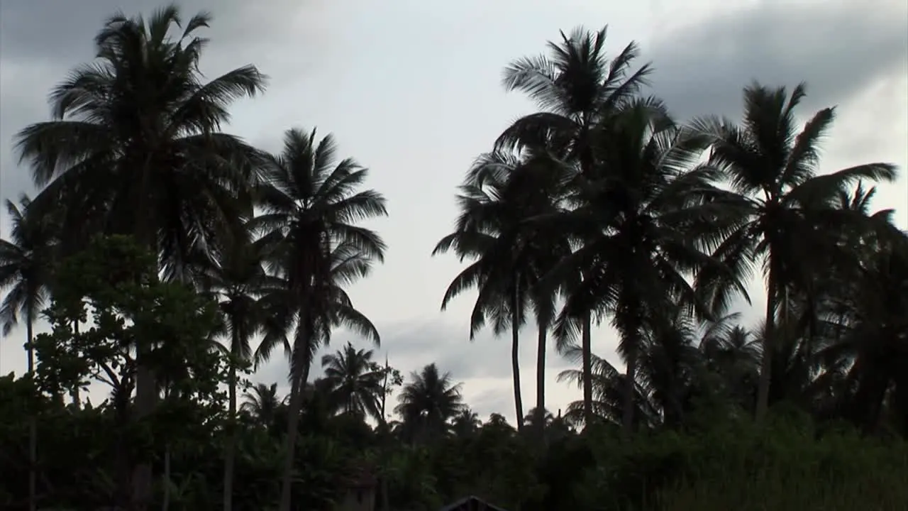 Palm trees in silhouette Nigeria Africa