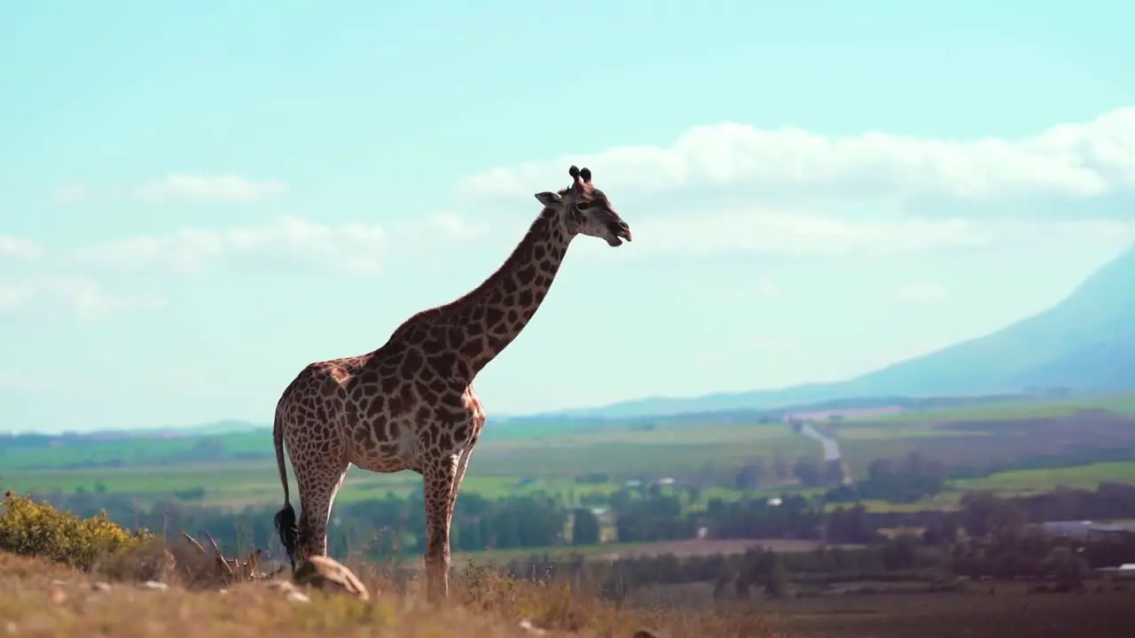 a giraffe stading in an open valley