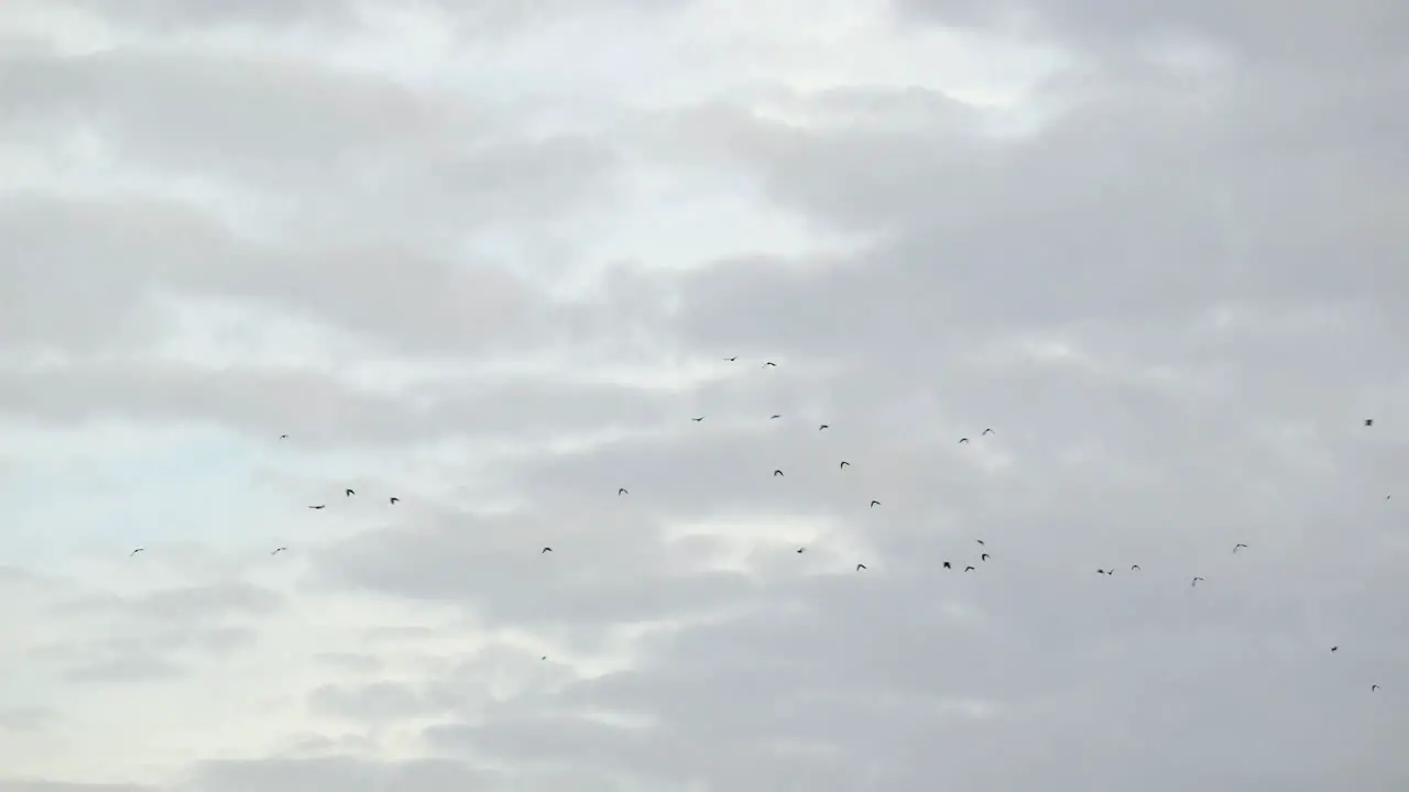 Flock of birds flying