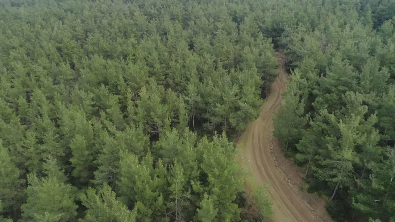 A quiet dirt road in the middle of a forest in Greece