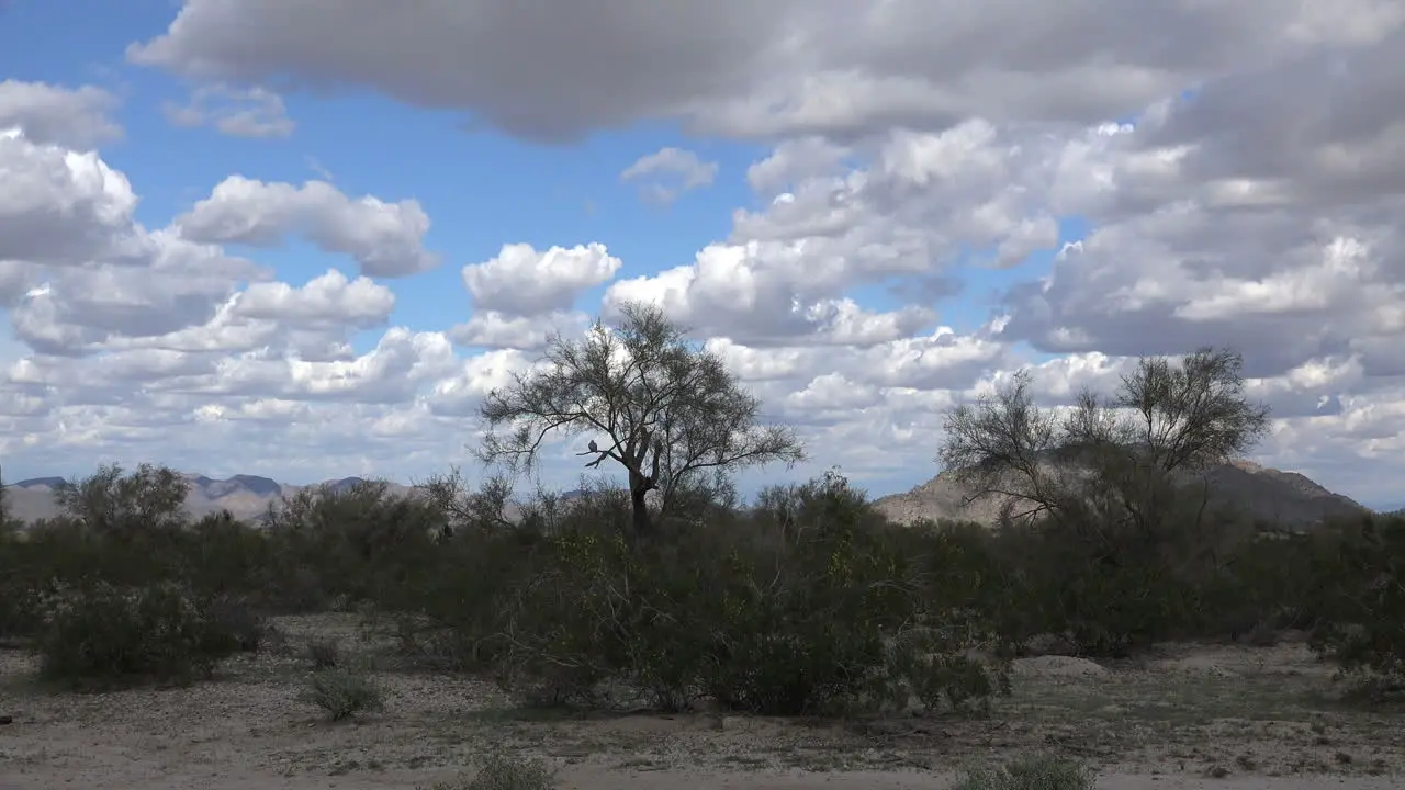 Arizona Desert Landscape Zooms