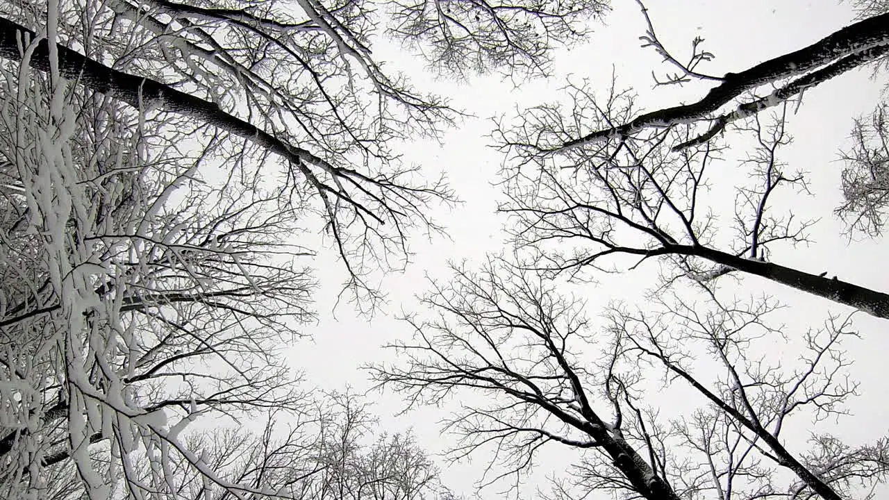 Vertical view of snow covered trees as snow falls