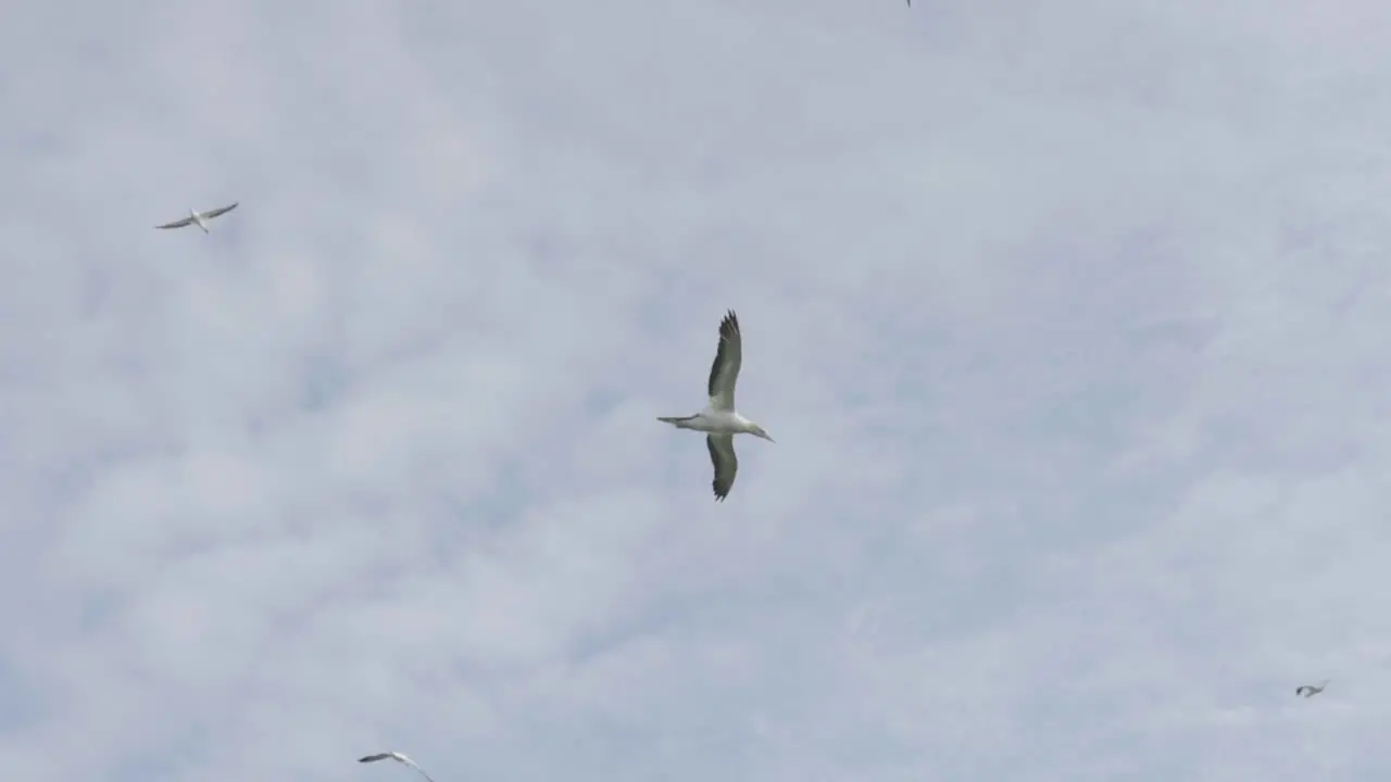 seagulls flying in the sky at muriwai beach lookout piha motutara island