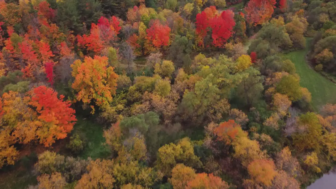 Top down aerial view of woods and trees in a fall cloudy moody day