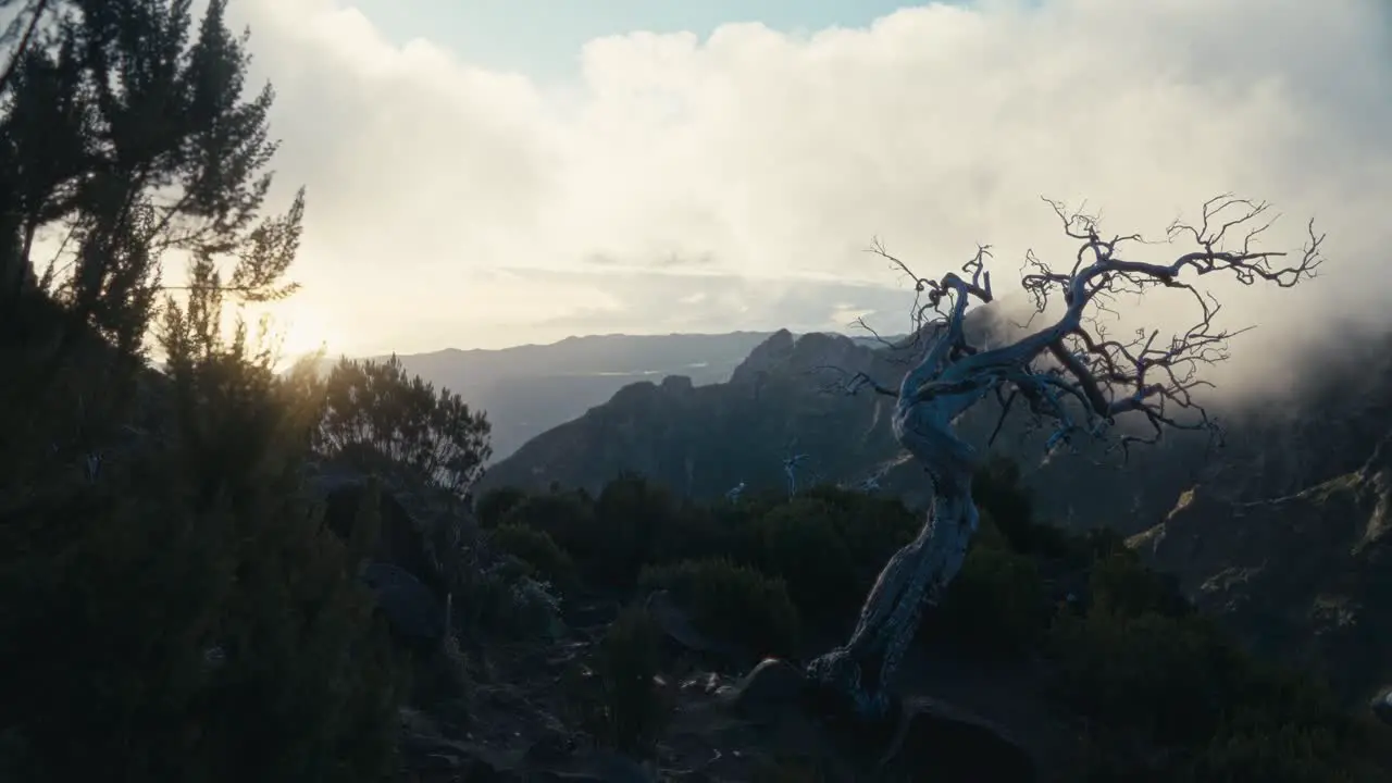 A dead tree standing in the mountains at sunset at Madeira island