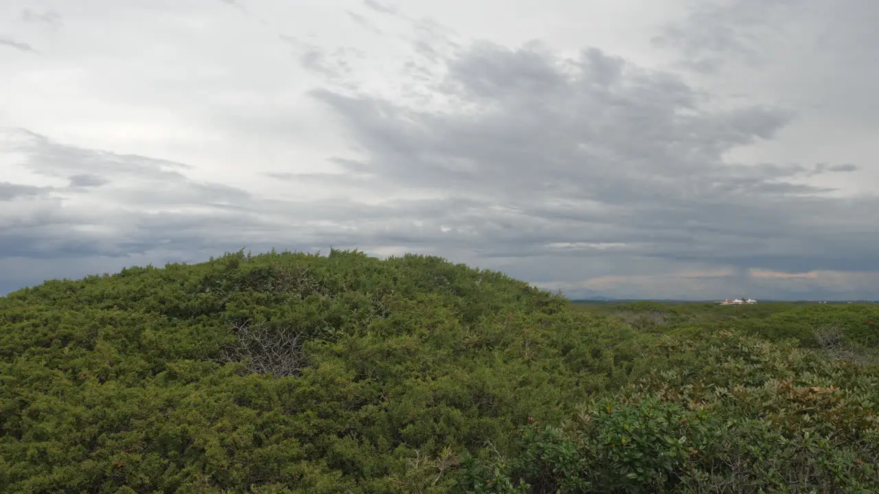 Dense vegetation