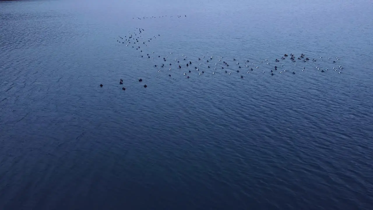 Loon flock on lake close up dolly