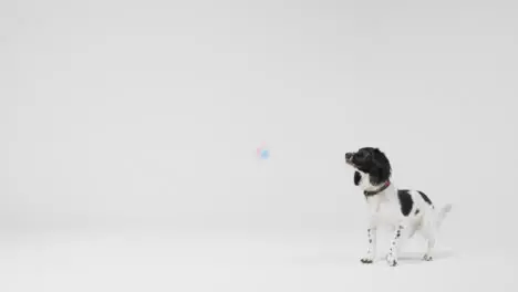 Long Shot of Dog Playing with Ball with Copy Space