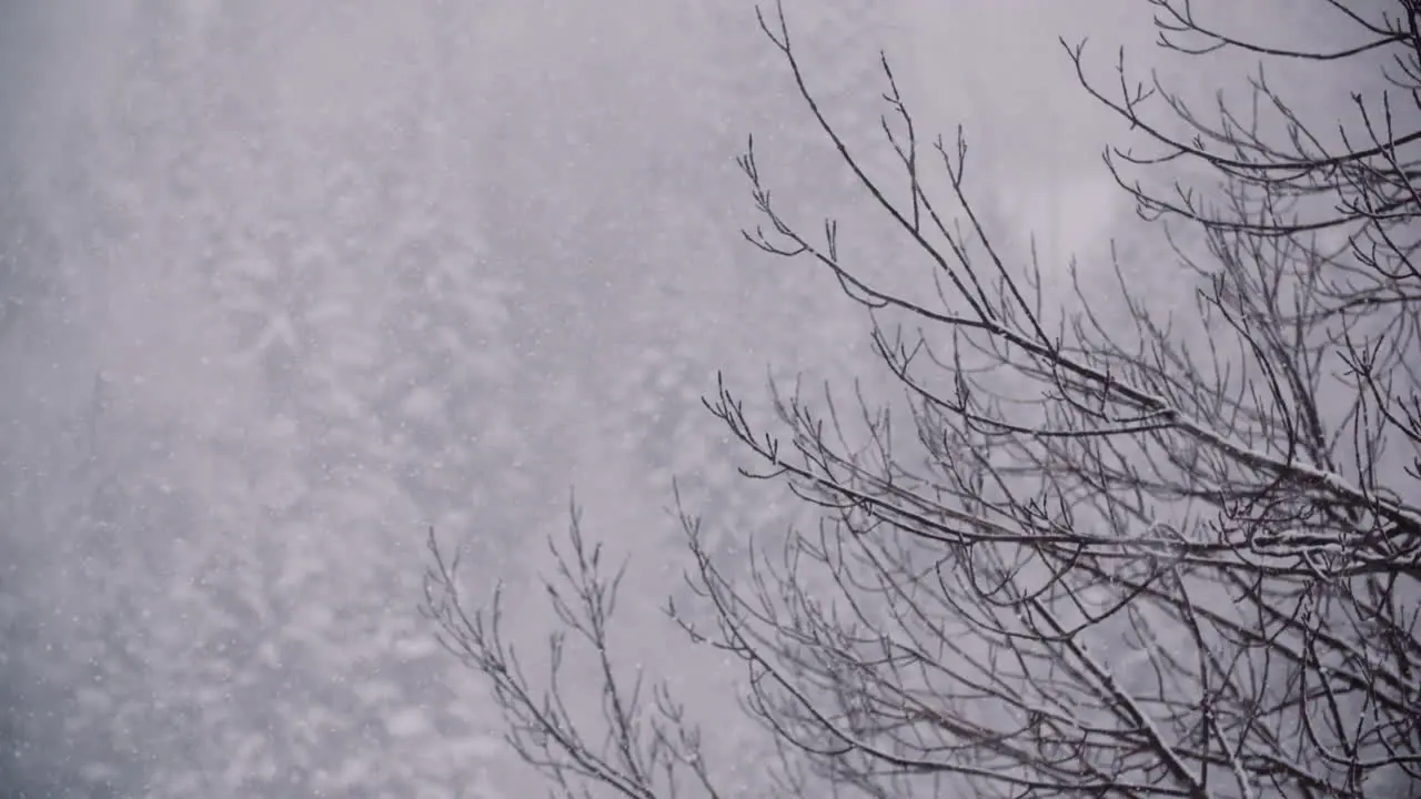 Snowflakes Against Snow Covered Trees In Mountains 2