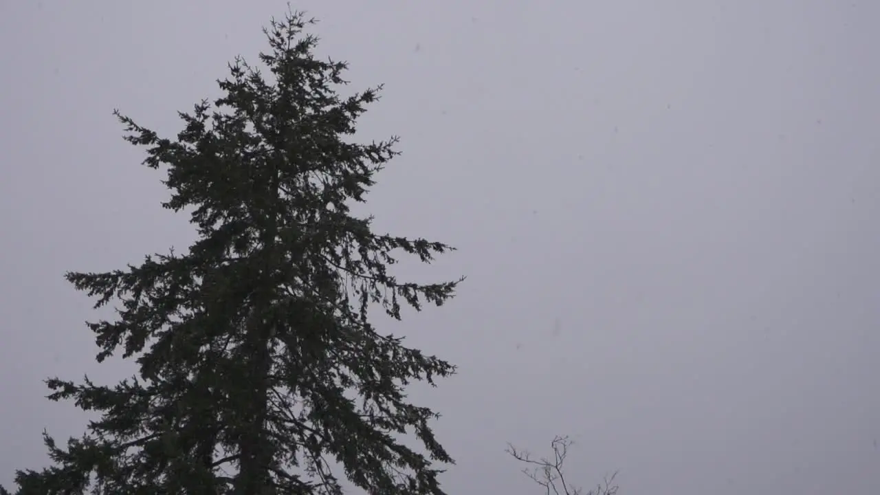 Low angle footage of an evergreen during a light snowfall in Canada during winter