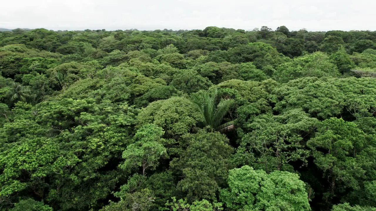 Endless lush tree rainforest in jungle of Costa Rica under cloudy sky