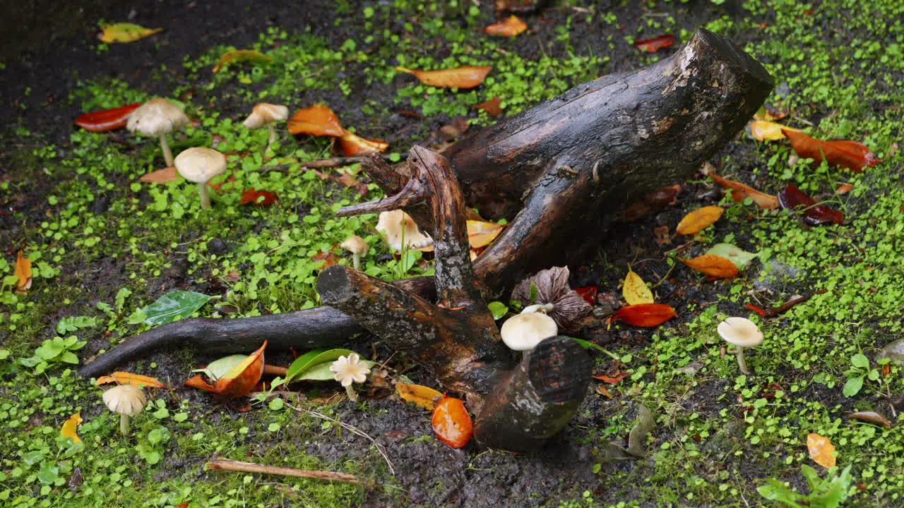 A lone tree stump is surrounded by small white mushrooms and colourful autumn leaves in the rain