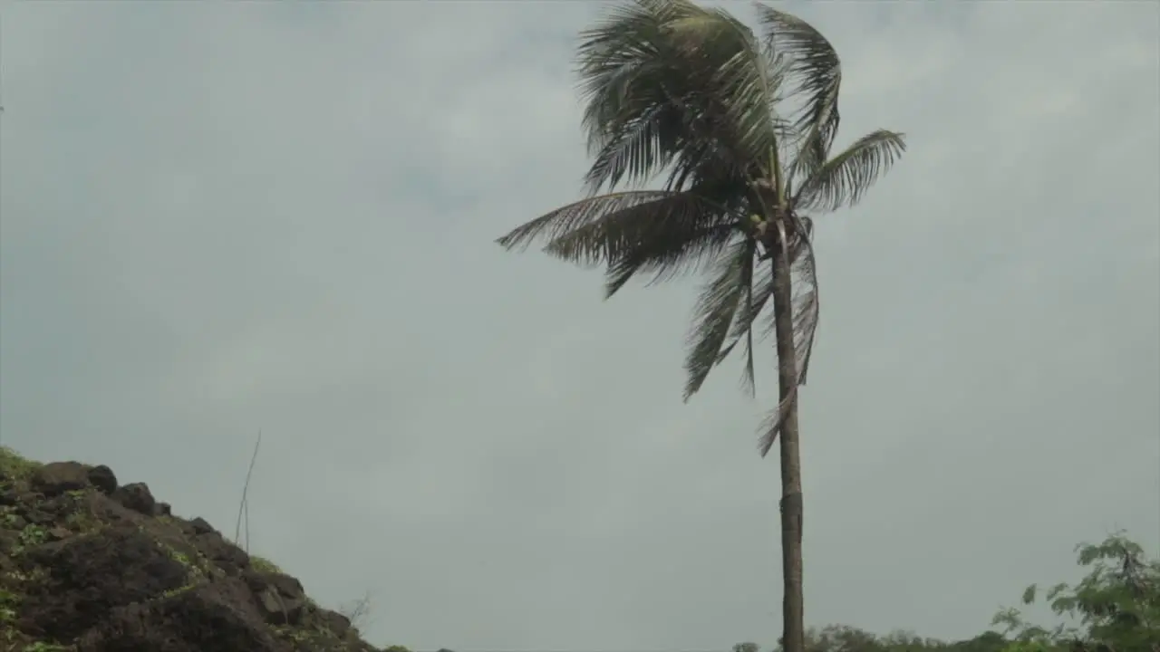 palm or coconut tree being moved by wind blows monsoon storm slow motion