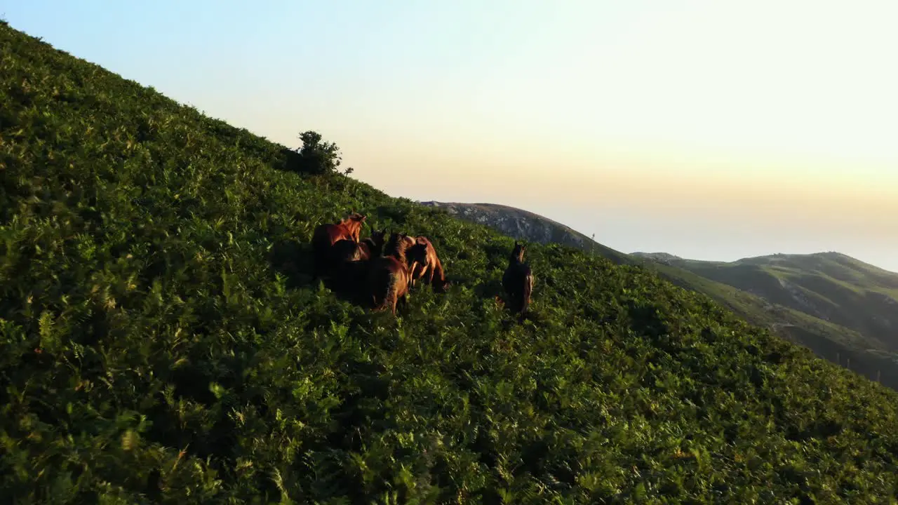 Flight over wild horses herd on mountain meadow