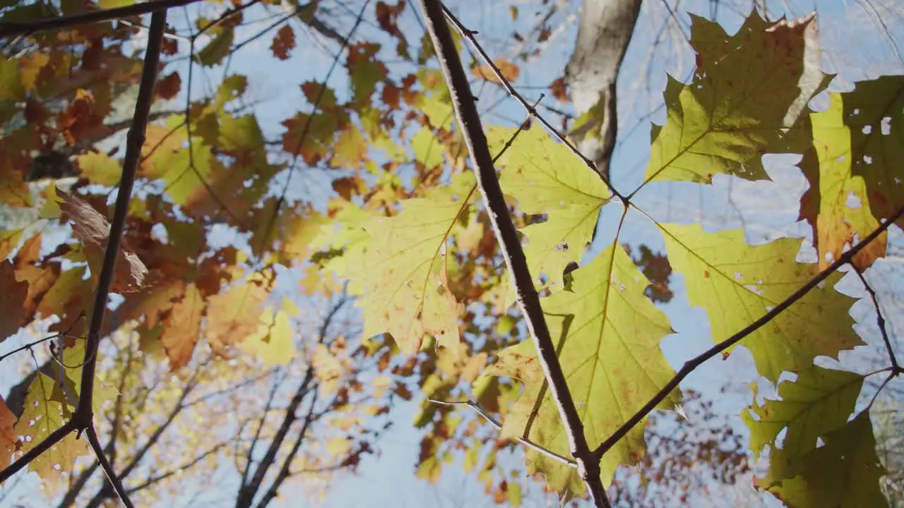 From underneath looking up into the trees