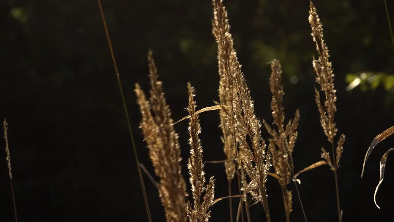 Dry grass on the river bank