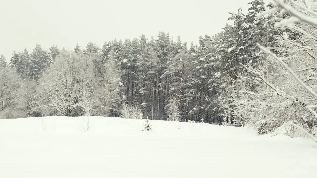 Beauty of snow covered winter forest handheld view