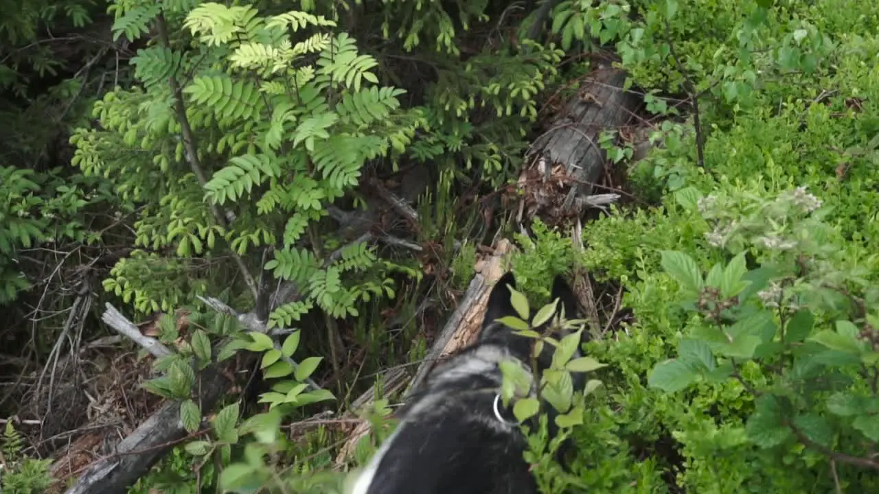 Siberian huskies comes trough the bushes in the woods